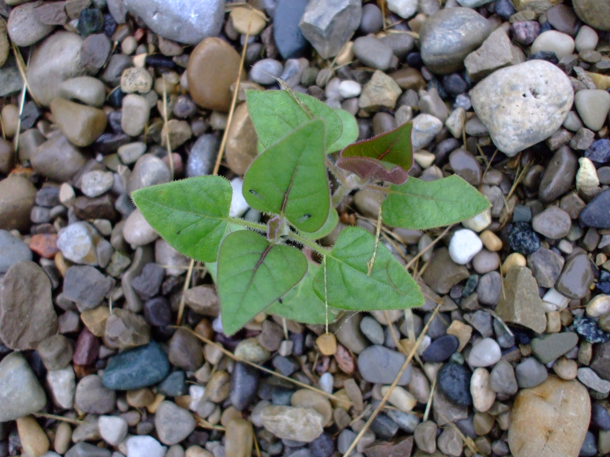 Mirabilis longiflora